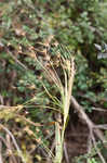 Tall horned beaksedge